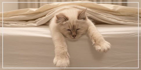 День любителей поспать